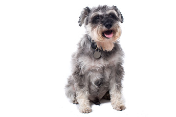 Portrait of Grey Miniature Schnauzer Terrier Dog