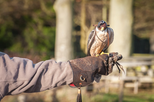 peregrine falcon on the arm of a falconry expert - Powered by Adobe