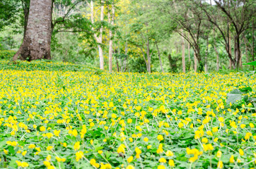 Fototapeta premium pinto peanut flower on ground