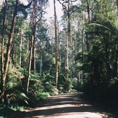 dirt road through mountain ash forest, dandenong ranges near melbourne, australia