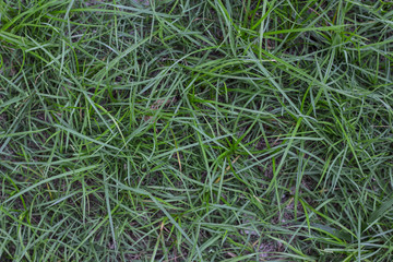 Grass / A texture of green grass in the yard