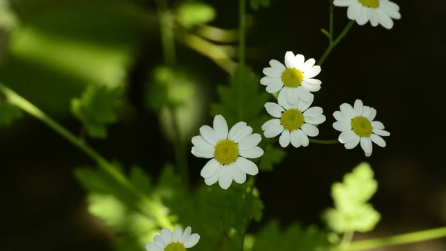 Mutterkraut, Tanacetum parthenium, Heilpflanze mit Bl&uuml;te
