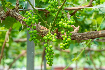 young green grapes.