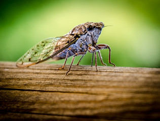 The Bug