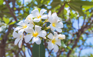 Blossom tree over nature background/ Spring flowers/Spring Backg