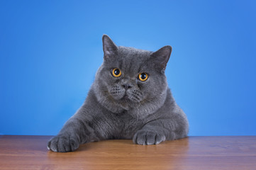 Obraz premium huge British cat sitting at the table