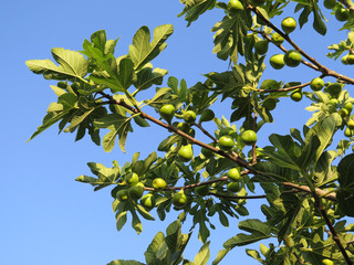 Green Figs