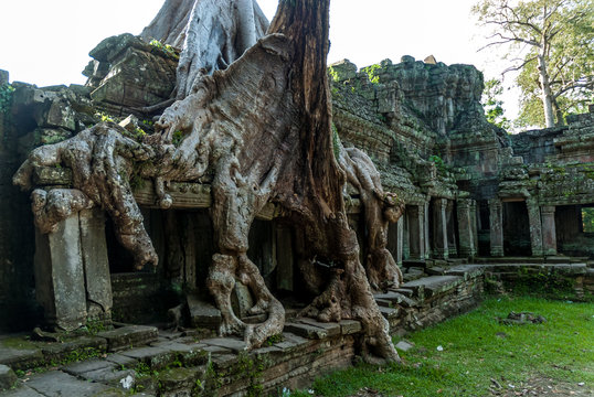 building in ruins strangulated by a tree "spung" in the archaeological enclosure of preah khan, siam reap, cambodia