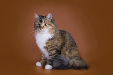 Obraz premium fluffy Siberian cat isolated on a brown background