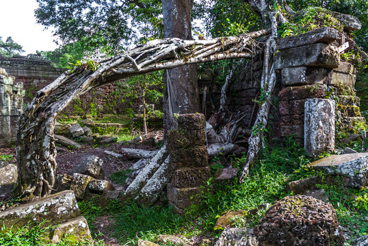 structure in ruins strangulated by a tree ficus in the archaeological enclosure of preah khan, siam reap, cambodia