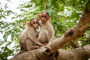 Monkeys in a tree India.