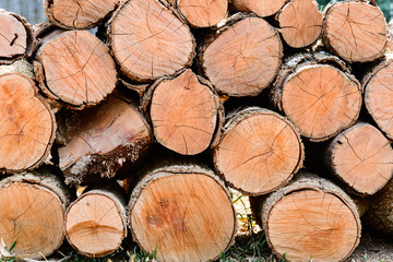 Fototapeta premium Stack of tree logs.
