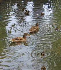 family ducks