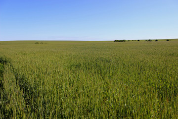 field and sky