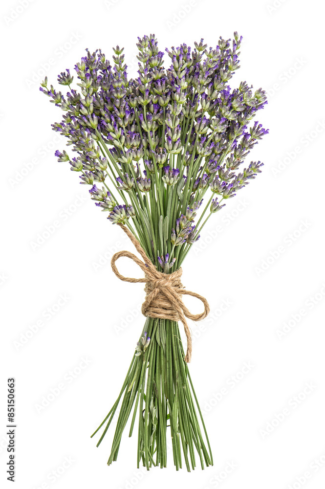 Sticker lavender flowers bunch isolated on white. fresh provencal bouque