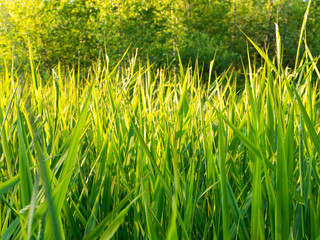 Sunny green grass