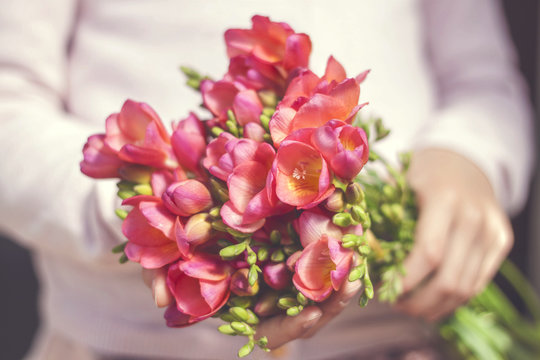 Close-up of a woman holding a bunch of pink freesia flowers
