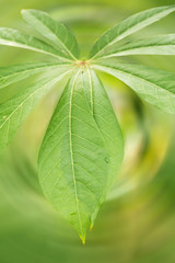 Green leaves on a blurred scene