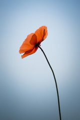 Beautiful red poppy on the blue sky background