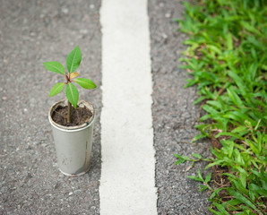 plant on street