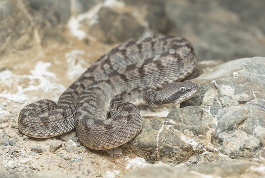 Close-up of an Oman saw-scaled viper (Echis omanensis) waiting in ambush in a rocky mountainous landscape, Sharjah, UAE