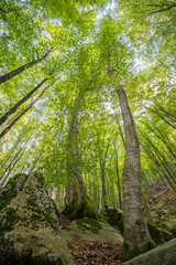 Obraz premium Blätterdach