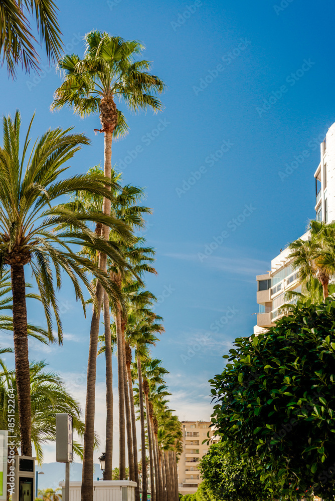 Sticker Palm trees in a row against blue sky background. Marbella. Spain