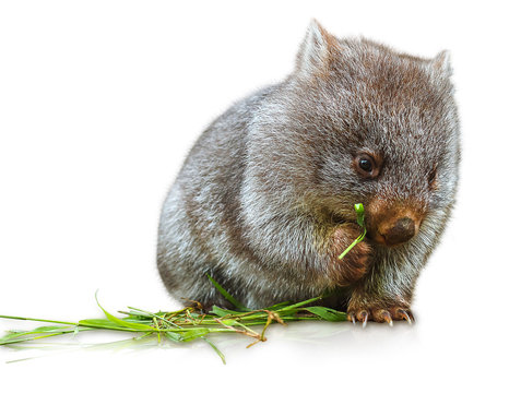 Wombat Eating