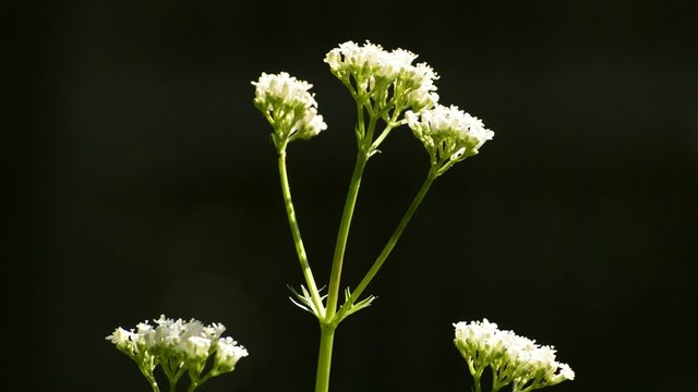 Baldrian, Valeriana offfic. Heilpflanze mir Bl&uuml;te
