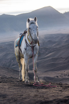 Portrait of a horse, Mount Bromo, East Java, Indonesia