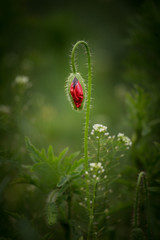 Blossom of the red poppy