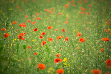 Field of red poppies