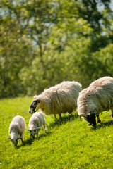 Obraz premium A ewe and lamb grazing in summer.