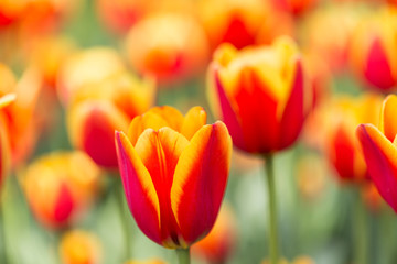Fototapeta premium jasne kwitnące kolorowe kwiaty tulipany w ogrodzie