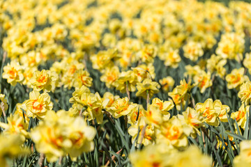 Obraz premium bright flowering colorful flowers tulips in garden