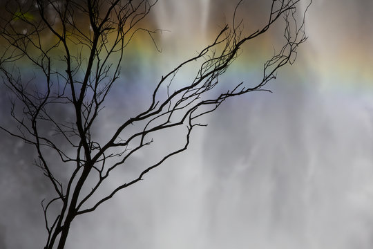 Misty Rainbow, tree and waterfall, Gold Coast, Queensland, Australia