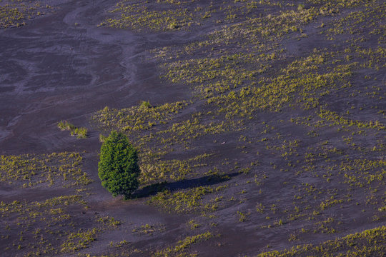 Aerial shot of a tree on the savannah, Mount Bromo, East Java, Indonesia