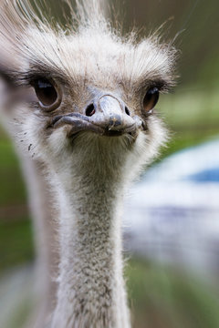 crazy ostrich in the farm