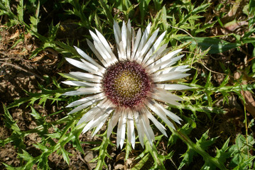 Alpin flower at Engelberg 