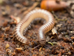 Millipede