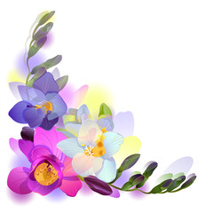 Greeting background with freesia flowers