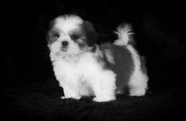 Chiot shih-Tzu en studio sur fond noir