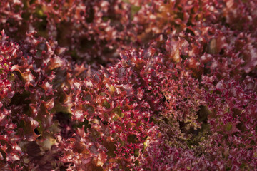 Fototapeta premium vegetable texture showing texture of red and green oak salad vegetable in sun light