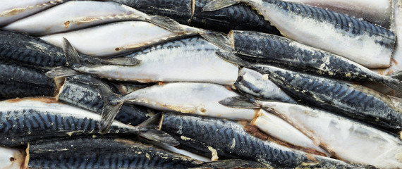 frozen carcass fish in brick for trade and background