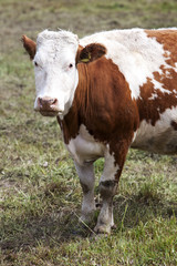 Fototapeta na wymiar Cows on pasture