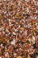 vegetable texture showing texture of red and green oak salad vegetable in sun light