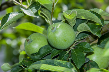 two green apples growing on the tree