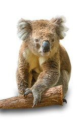 Koala on branch