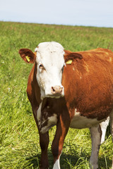 Naklejka na ściany i meble Cow on the pasture
