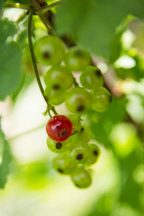 brunch green currants with one red